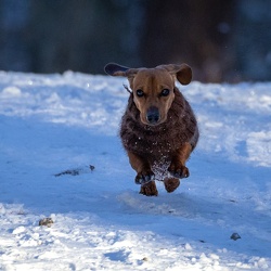 Hunde in action